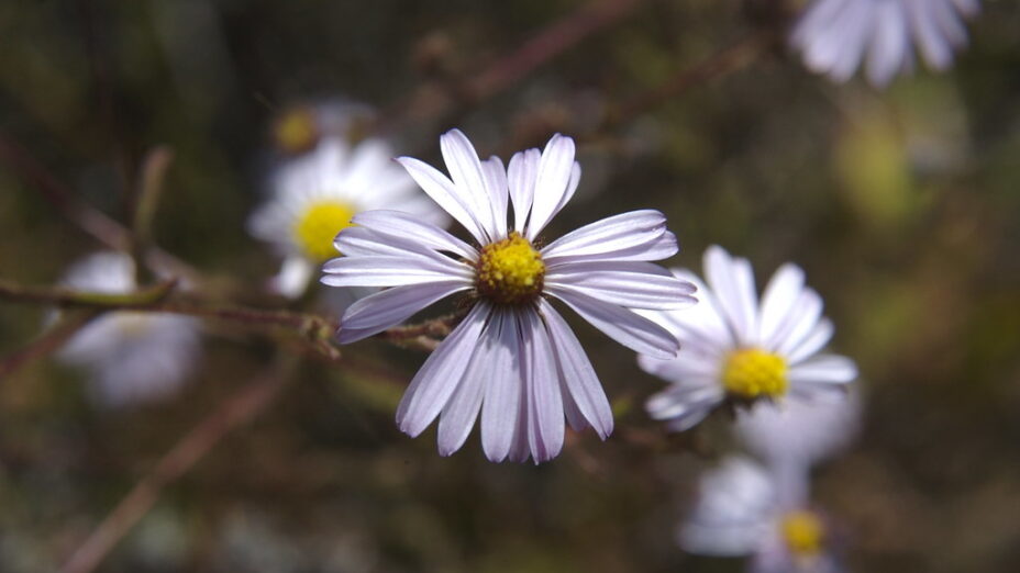 California aster
