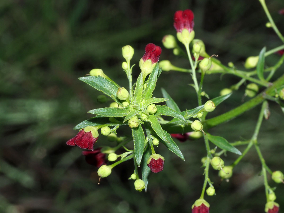 California bee plant