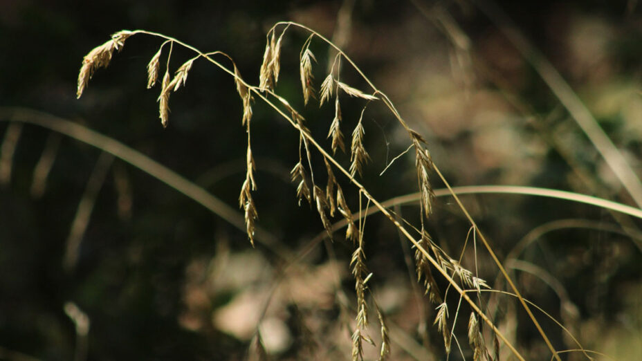 California fescue