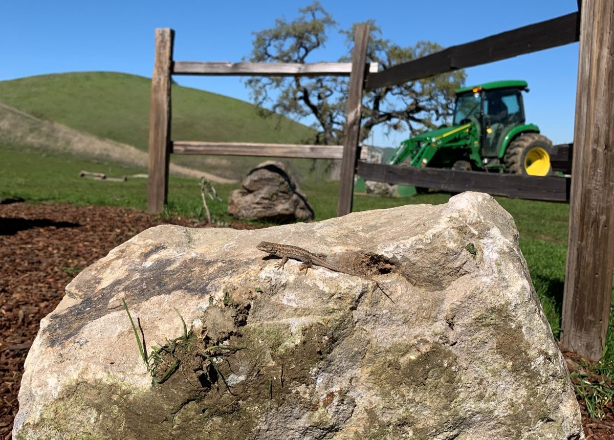 Lizard sunning on rock at Mangini Ranch pollinator garden