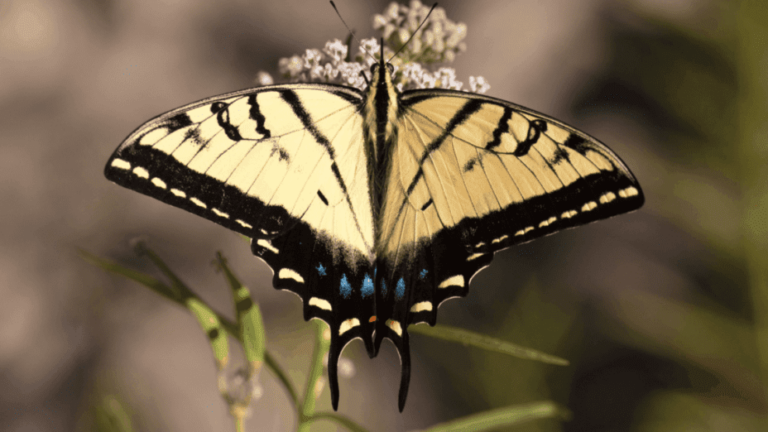 two tailed swallowtail
