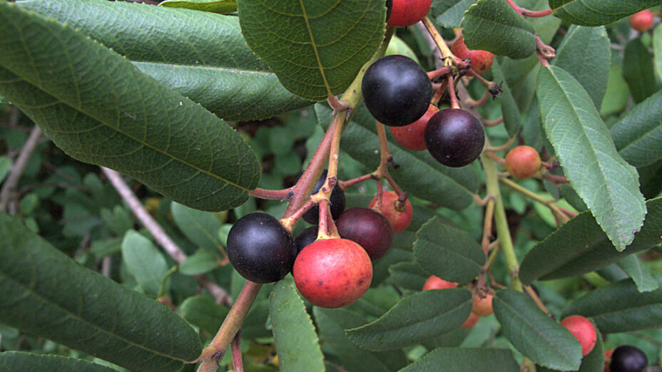 California coffeeberry