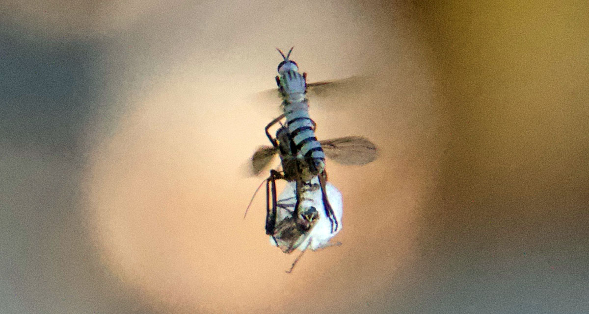 dance flies