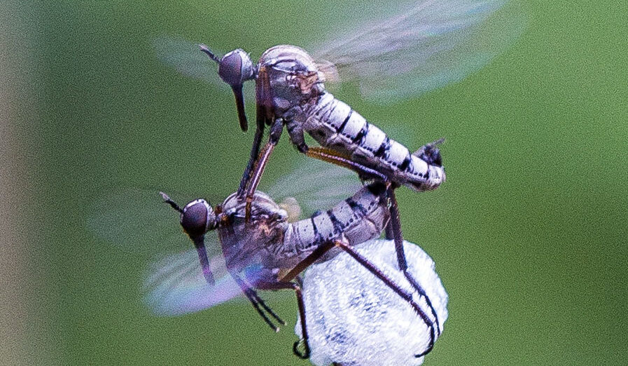 dance flies in Mount Diablo State Park