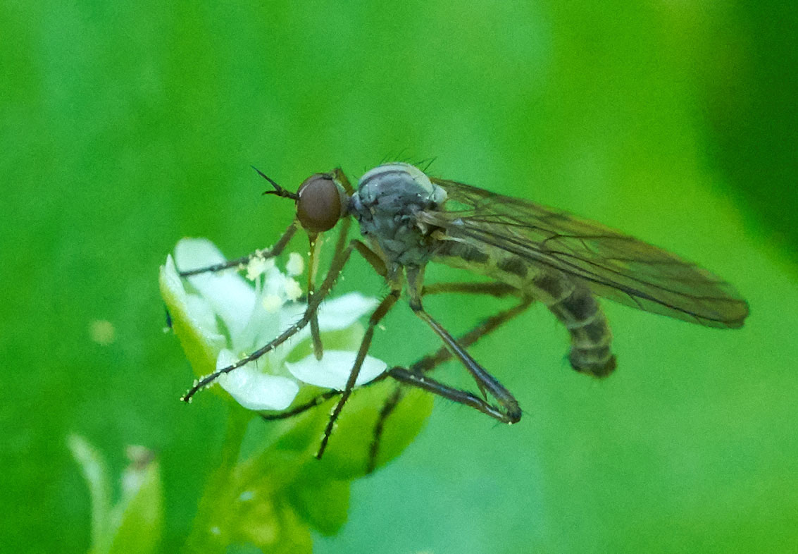 a dance fly on a flower