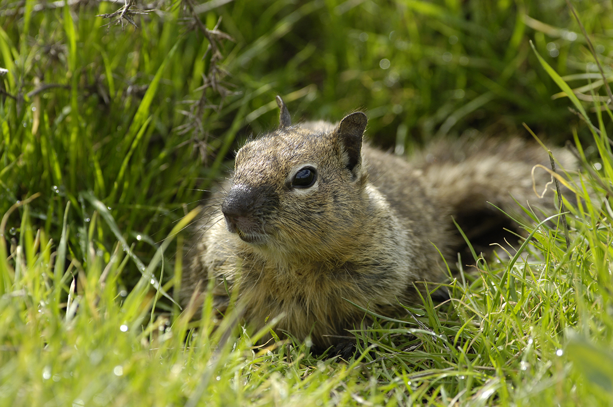 ground squirrel at Brushy Peak Regional Preserve