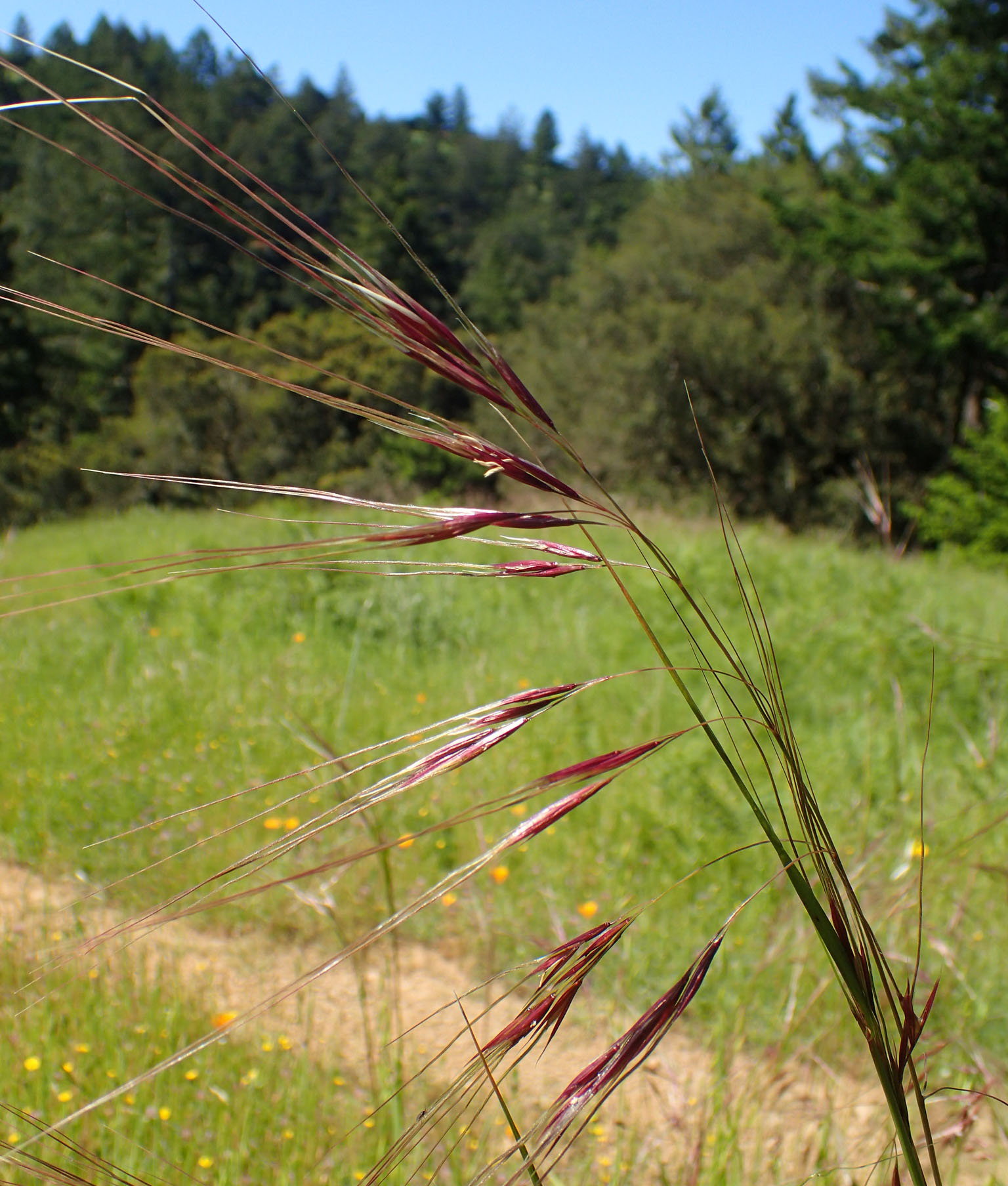 purple needlegrass