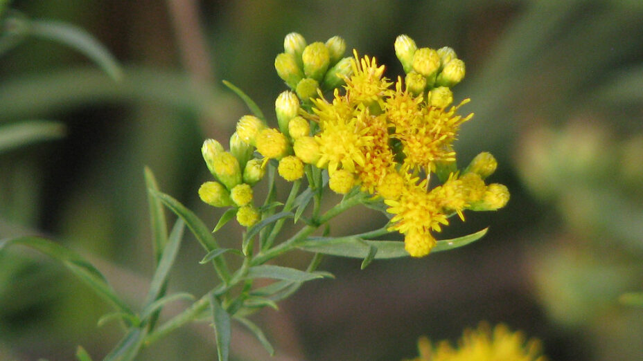 western goldenrod