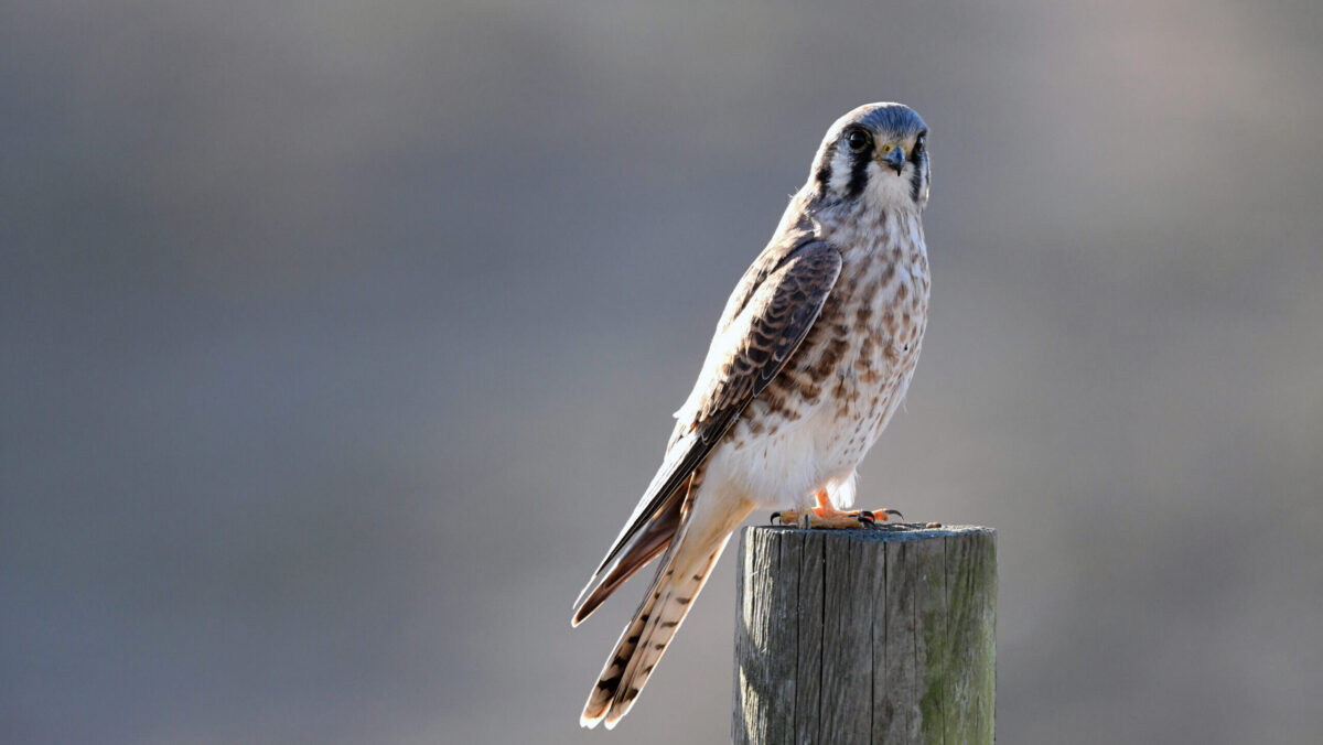 American kestrel