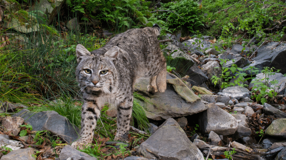 Bobcat