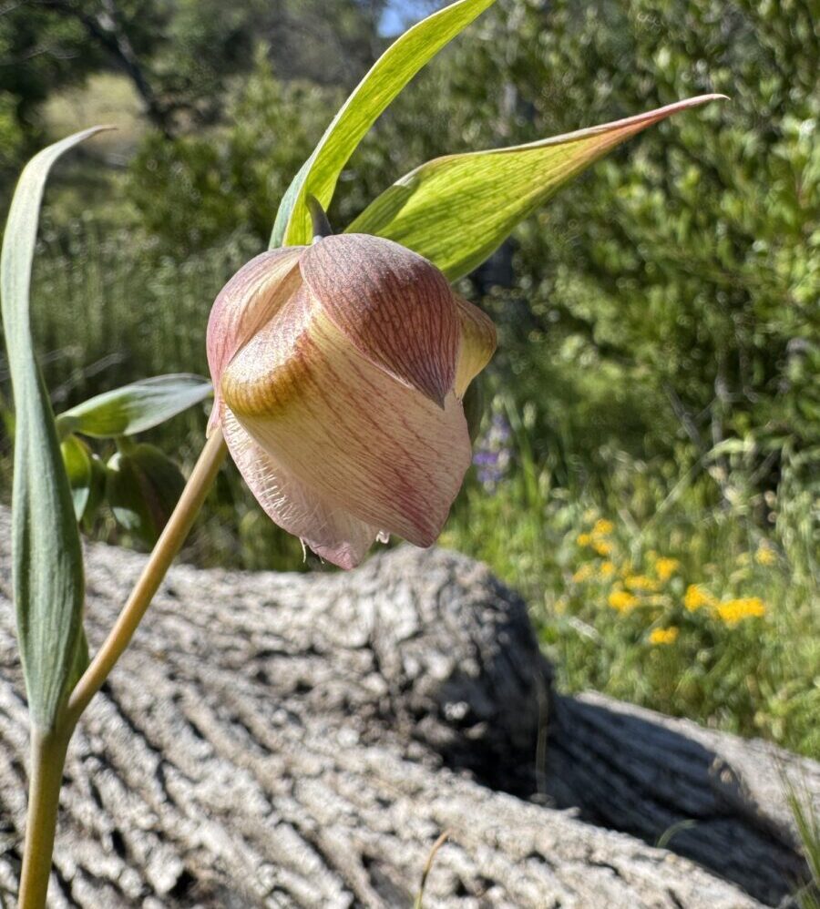 white globe lily
