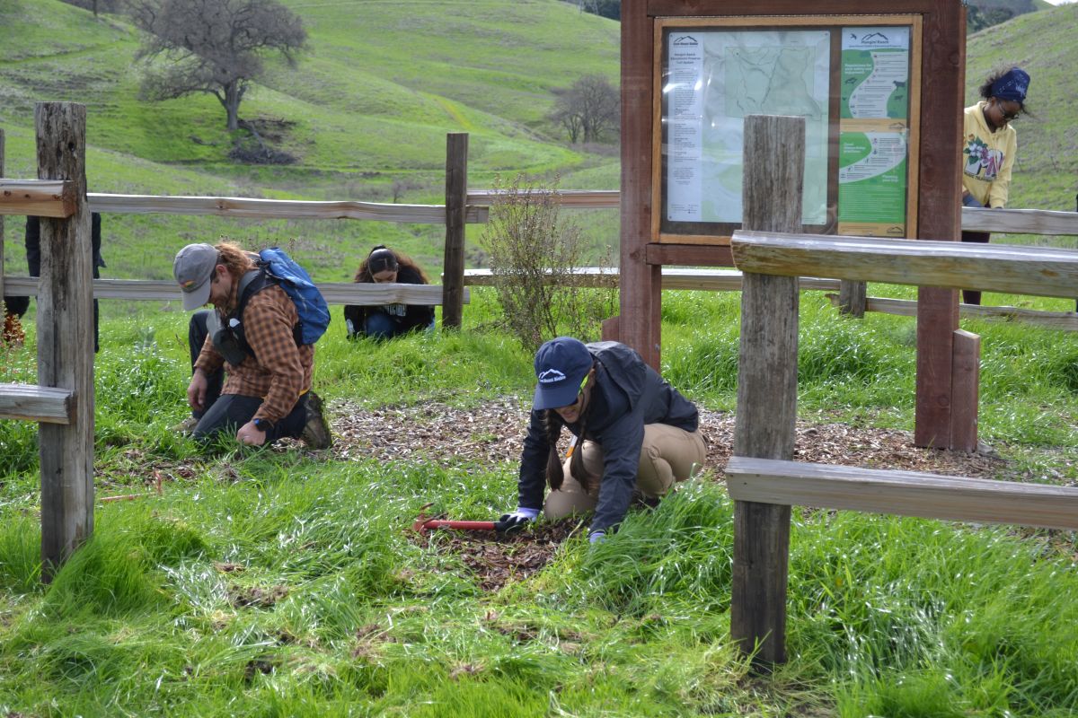 weeding at Mangini Preserve