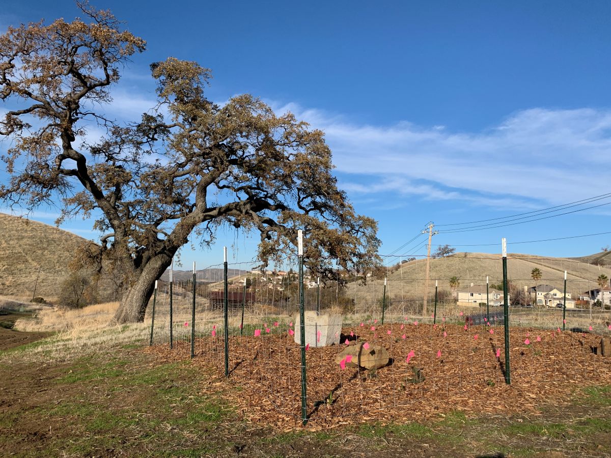 Mangini Preserve pollinator garden