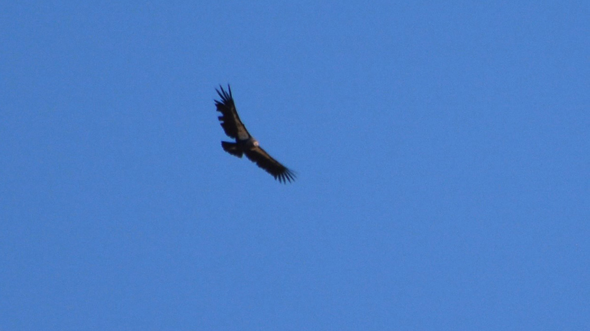 A slightly blurry image of an adult condor in the sky