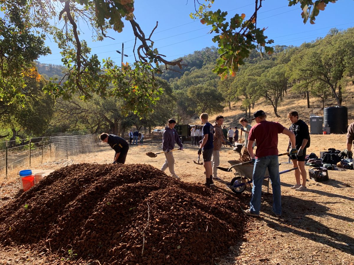 San Ramon Valley High students spread mulch