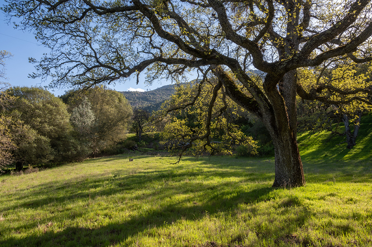 Oak in a bright green meadow at Three Springs