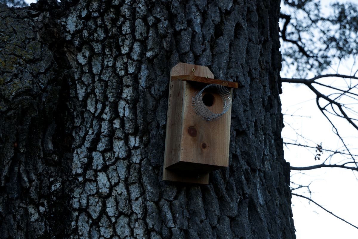 bluebird box