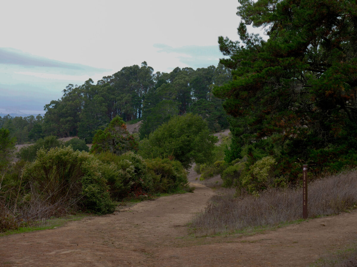 Lower Big Springs Trail and Quarry Trail in Tilden Regional Park
