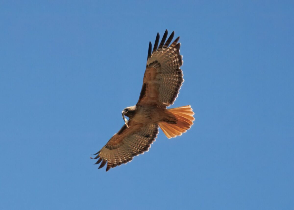 Red-tailed hawk