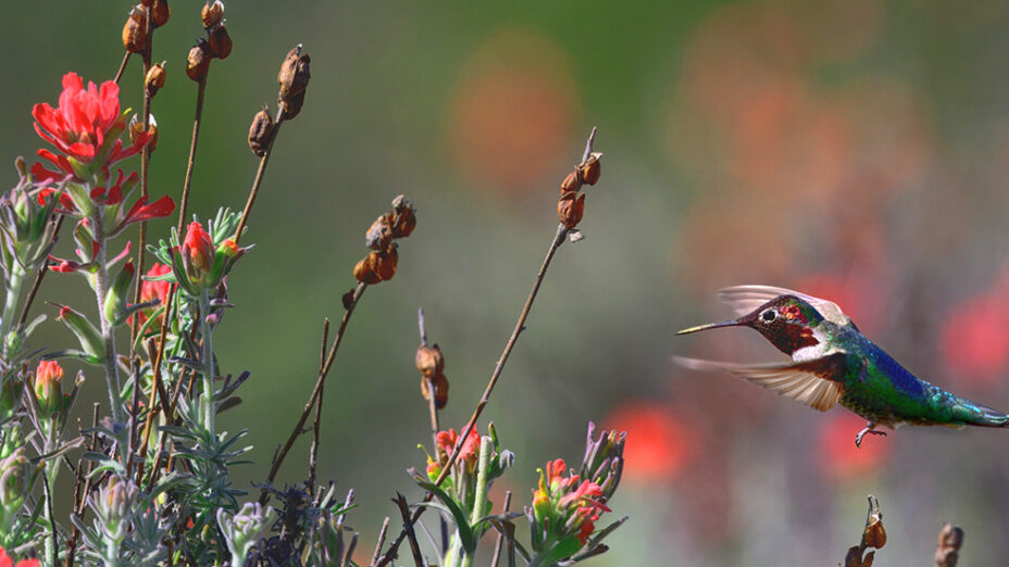hummingbird with red native flowers