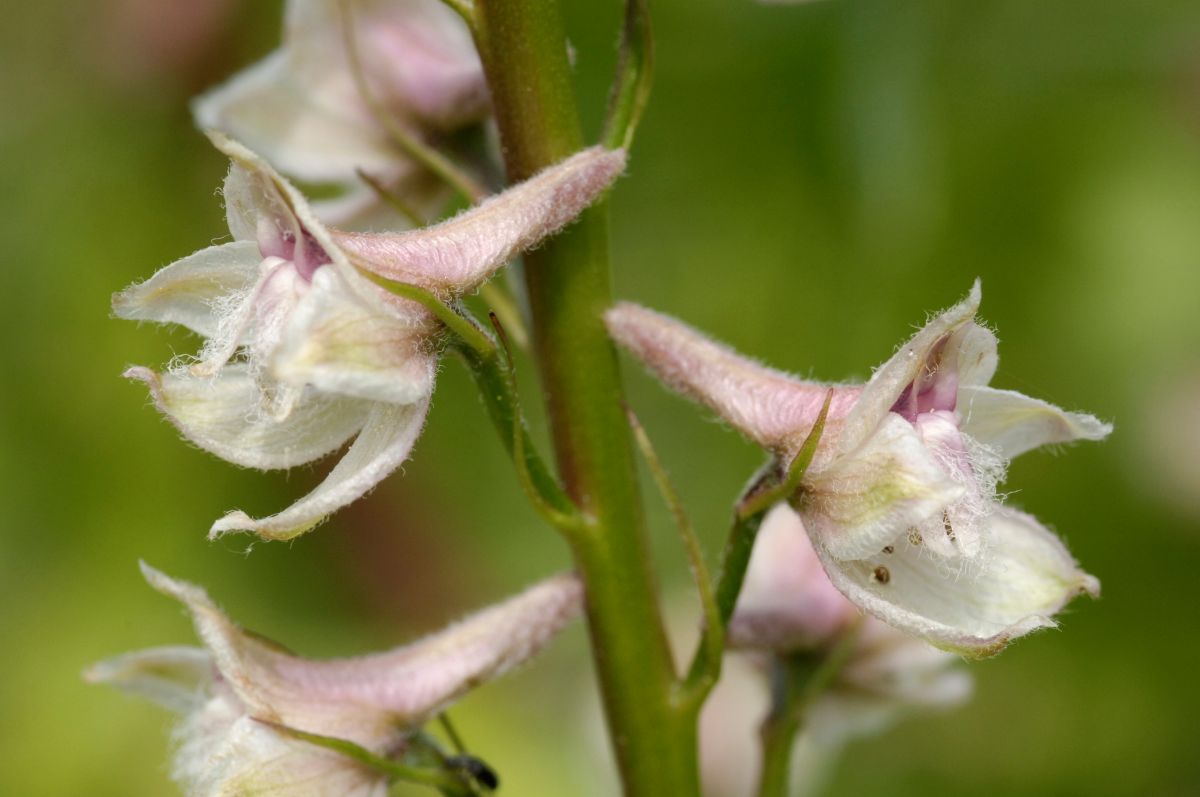closeup of fuzzy pink flowers on hospital canyon larkspur