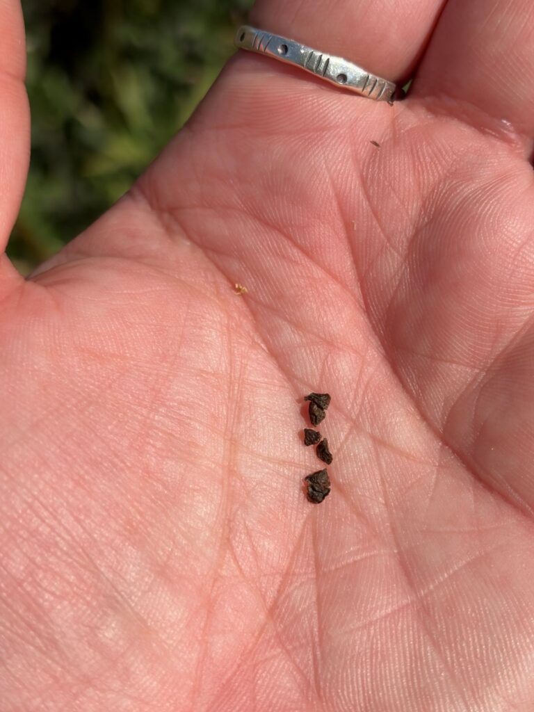 Hospital Canyon larkspur seeds