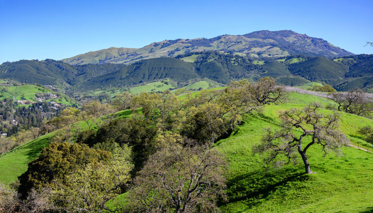 View of Mount Diablo from Magee Preserve