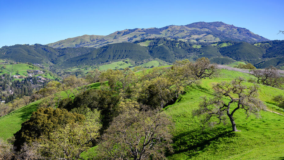 View of Mount Diablo from Magee Preserve