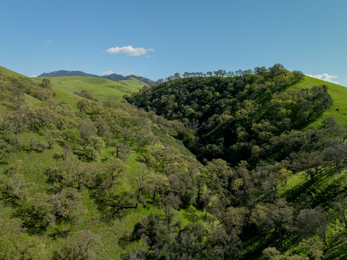 drone photo of Mangini Preserve