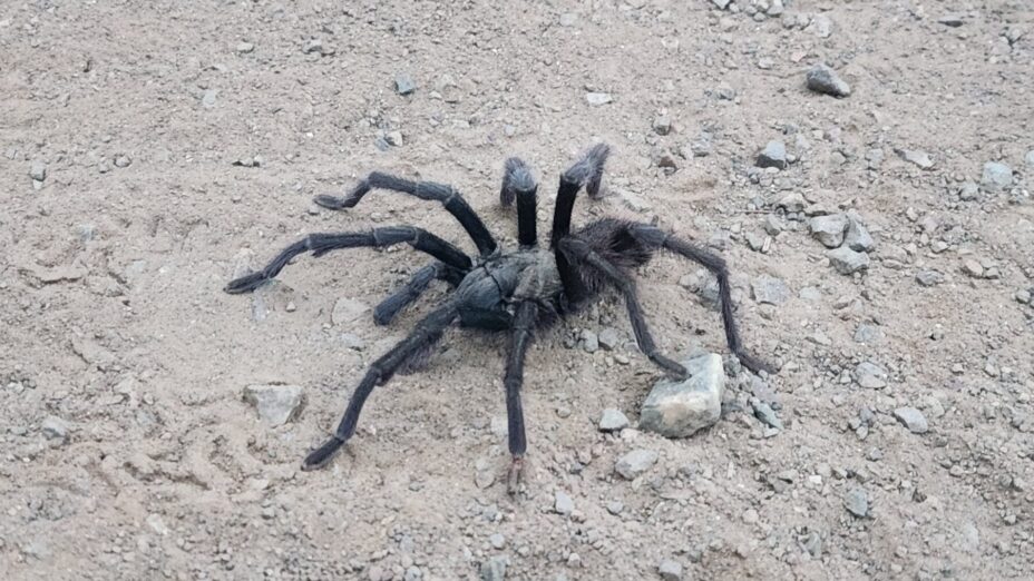 tarantula